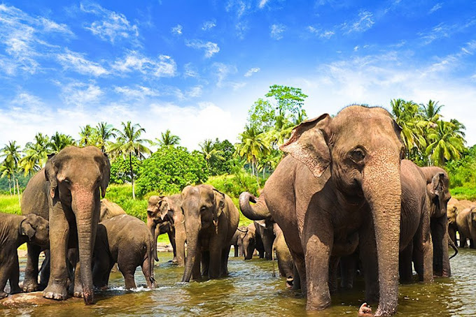 Pinnawala Elephant Orphanage: A Home for the Gentle Giants